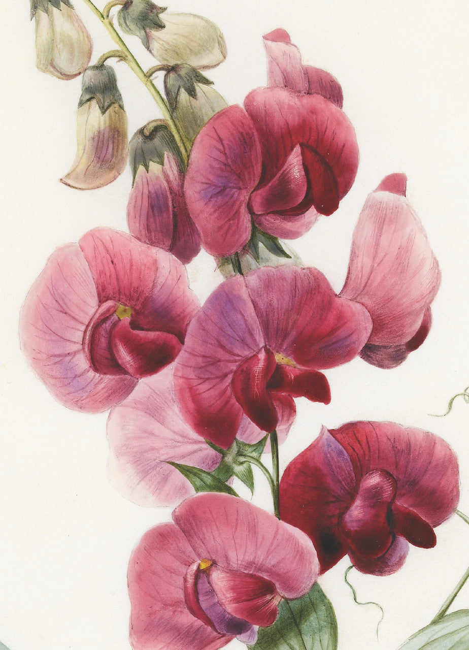 Greeting Card Blank - Sweet Pea