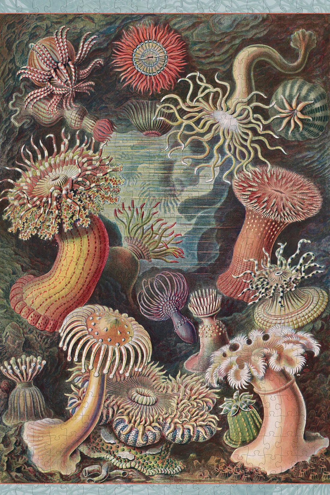 Puzzle 500 Piece - Ernest Haeckel - Sea Anemones