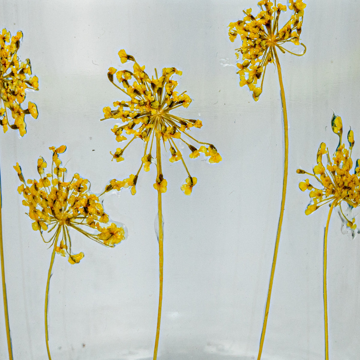 Votive Holder Glass with Painted Dandelion Clear & Gold - Sold Individually