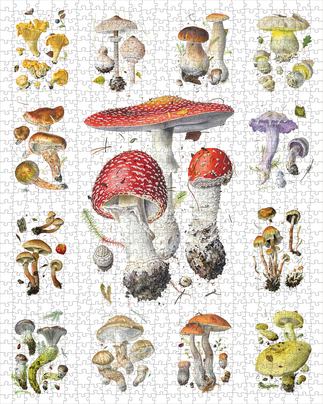 Puzzle 1000 Piece - Alexander Viazmensky - Mushrooms