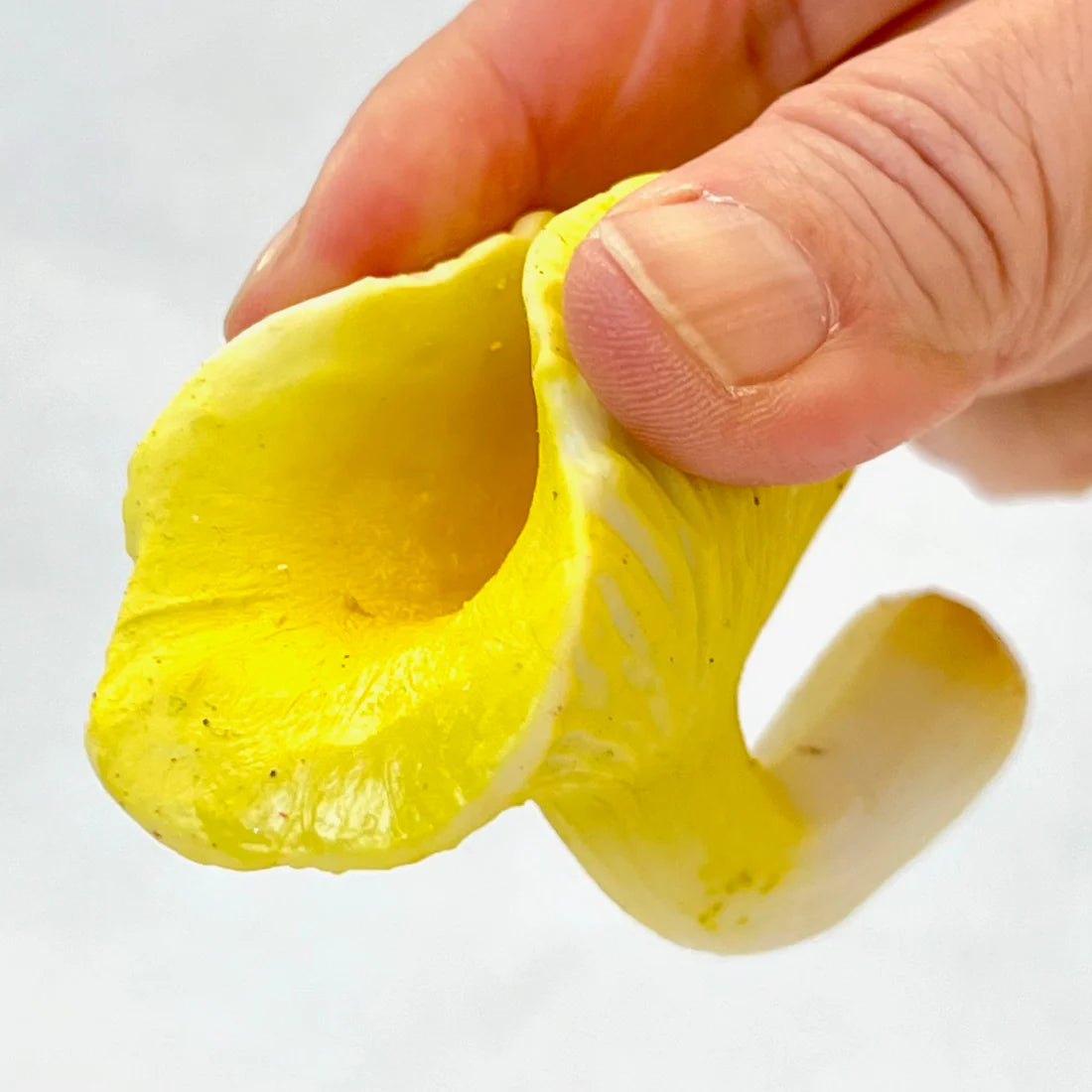 Gashapon Capsule For All Ages Mushrooms (Sold As An Individual Capsule)