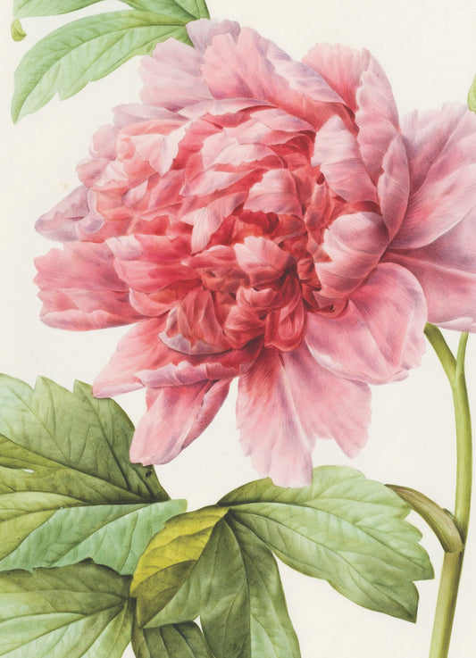 Blank - Three Lily Tulips