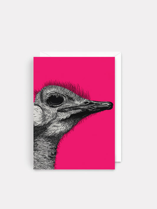 Blank - Ostrich