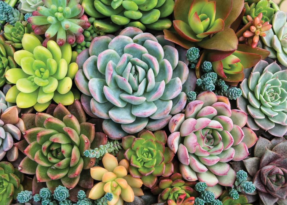Puzzle 1000 Piece Succulent Garden