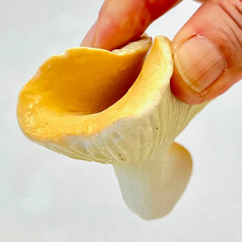 Gashapon Capsule For All Ages Mushrooms (Sold As An Individual Capsule)
