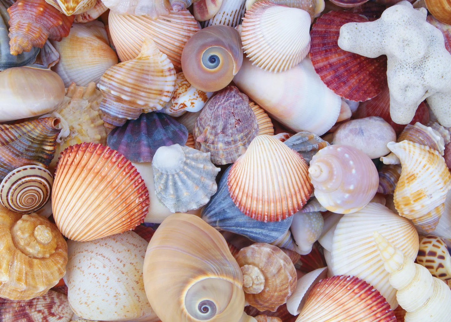 Puzzle 1000 Piece All The Shells