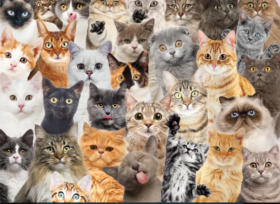 Puzzle 500 Piece All The Cats
