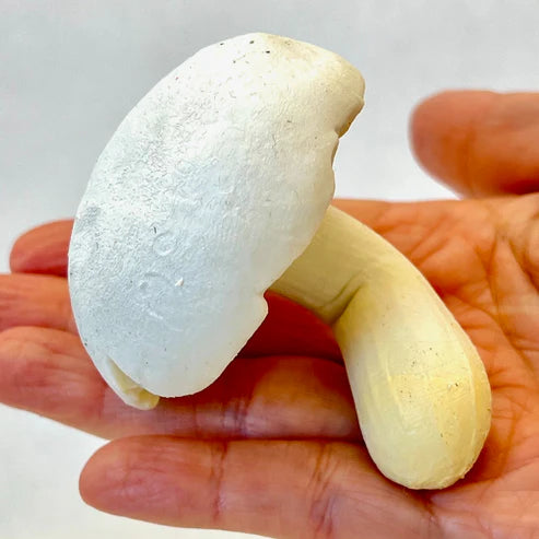 Gashapon Capsule For All Ages Mushrooms (Sold As An Individual Capsule)