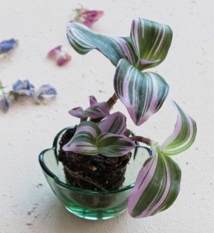 Trinket Dish Glass Scalloped Edge Sage Green - Sold Individually