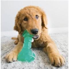 Dog Toy Kong Dental Squeeze